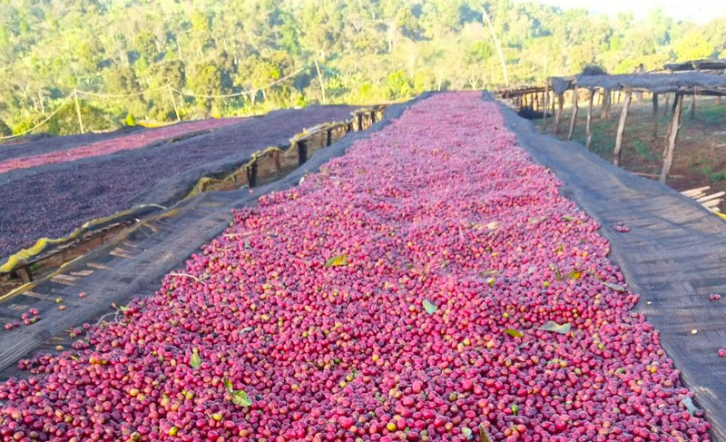 Crown Jewel Ethiopia Anaerobic Natural Welisho Hambela - 40116-1 - SPOT RCWHSE