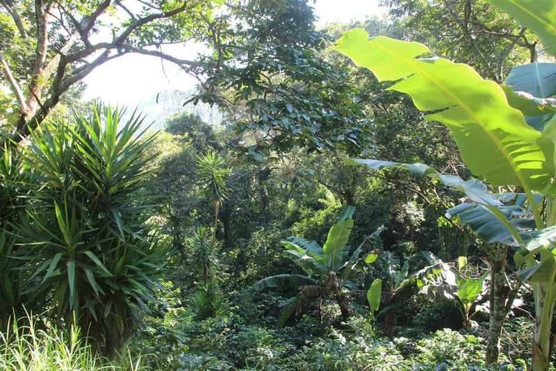 ROYAL GEM HONDURAS ORGANIC CAFESMO ROY HERNANDEZ NATURAL ANAEROBIC PARAINEMA - Lot 21 - 41043-1 - SPOT RCWHSE