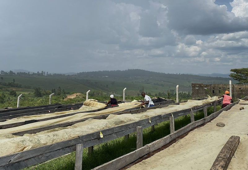 Crown Jewel Uganda Honey Rwenzori Mountains - 39618-1 - SPOT RCWHSE