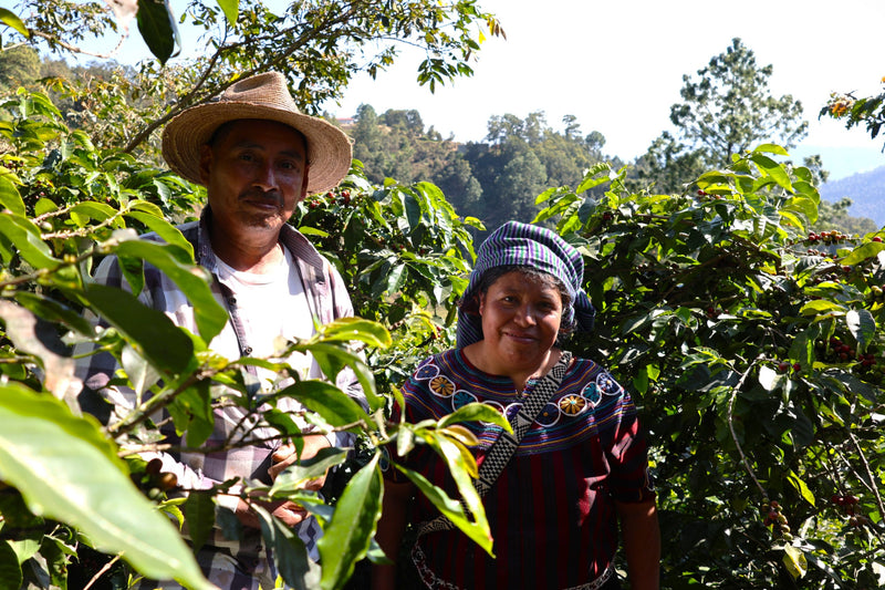 ROYAL GEM GUATEMALA ORGANIC JOYABAJ HONEY - 39532-3 - SPOT RCWHSE