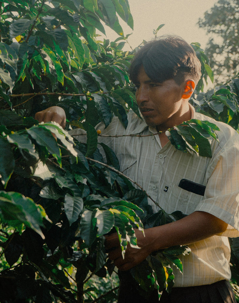 BOLIVIA ORGANIC CARANAVI ALJIRI - 39120-1 - GrainPro Bags - SPOT DUPUYHOU