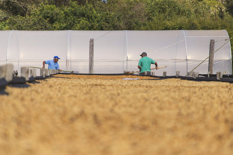 Brazil Fazenda Cachoeira da Grama Pulped Natural 2/3 15+ - 40401 - Videplast Bags - ETA: Dec 11, 2026 - RCWHSE