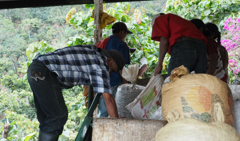 Guatemala Huehuetenango Finca Huixoc - 38951 - Ecotact Bags - SPOT RCWHSE