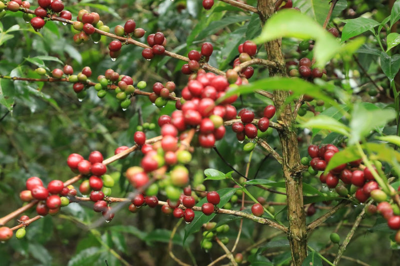 ETHIOPIA GUJI 2 WASHED FT-FLO ORGANIC MADA BUNA ANFARARA - 37746 - GrainPro Bags - SPOT RCWHSE
