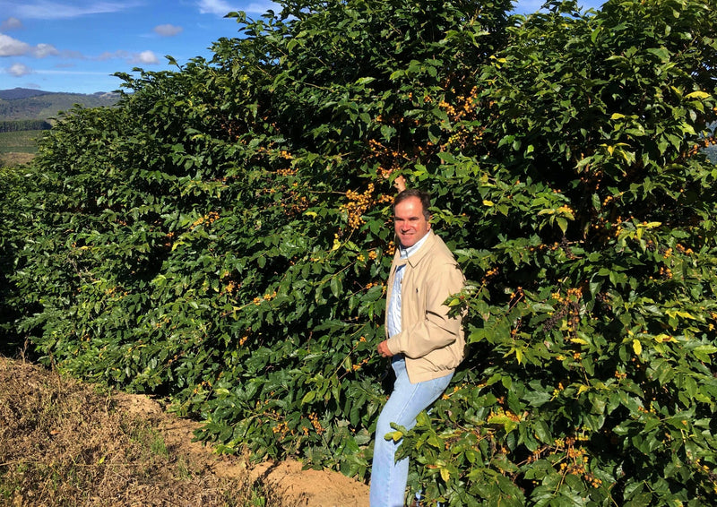 Brazil Fazenda Cachoeira da Grama Pulped Natural 2/3 15+ - 40401 - Videplast Bags - ETA: Dec 11, 2026 - RCWHSE