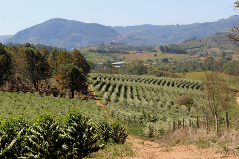 BRAZIL ORGANIC NATURAL 15+ - 42538 - Videplast Bags - December 2026 Shipment - RCWHSE