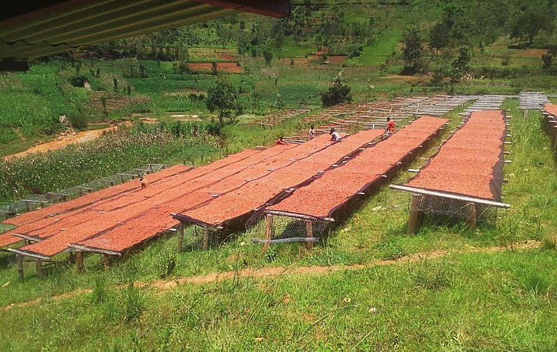 Burundi Muyinga Buhumuza Natural Grade 2 - 39354 - Ecotact Bags - SPOT RCWHSE