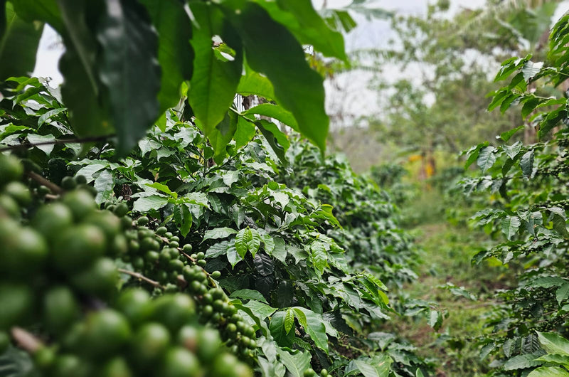 Honduras Marcala Comsa Arnoldo Morales Finca Los Tucanes Natural Parainema Icatu - 41754 - GrainPro Bags - SPOT RCWHSE