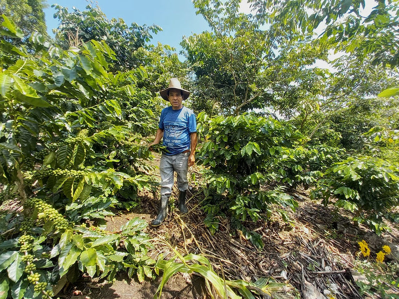 Guatemala Huehuetenango San Mateo SHB EP - 38946 - SPOT RCWHSE