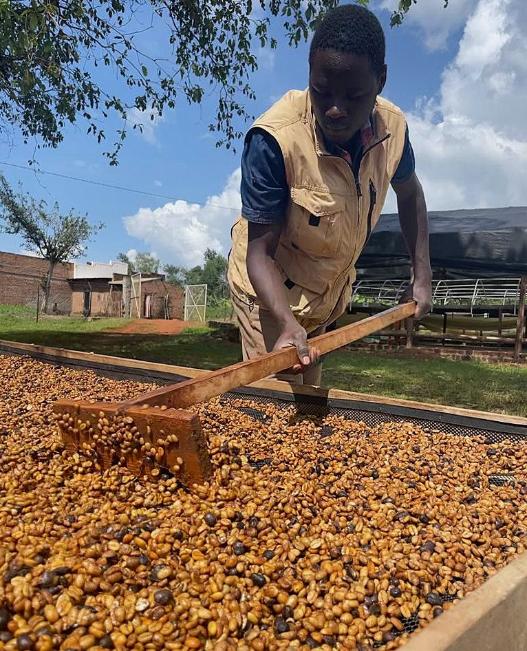 Uganda Mountain Harvest Kajere Yellow Honey - 39909 - GrainPro Bags - SPOT RCWHSE