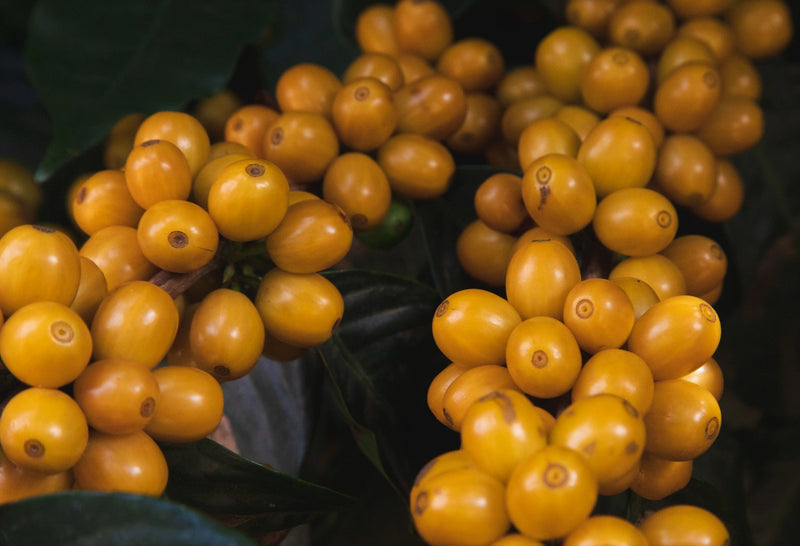 Brazil Fazenda Cachoeira da Grama Pulped Natural 2/3 15+ - 40401 - Videplast Bags - ETA: Dec 03, 2026 - RCWHSE
