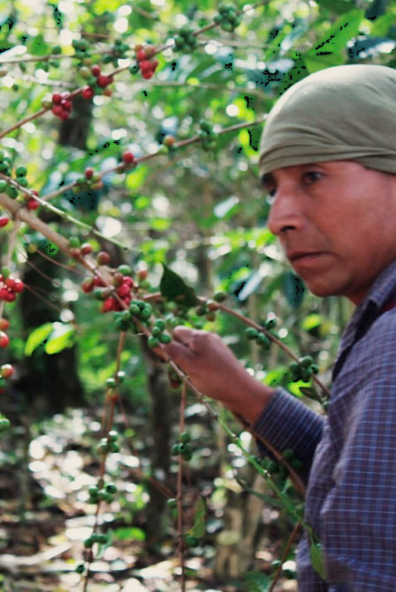 MEXICO FT-FLO ORGANIC CHIAPAS KULAKTIK - 41438 - GrainPro Bags - SPOT COMIDWEST