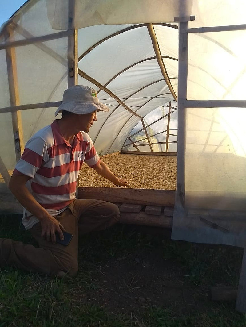 Colombia El Encanto Geisha Exotico - 40469 - 20.0 kg Box/Vacuum Pack - SPOT SHANGHAI