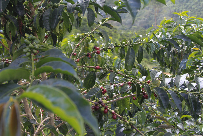 Colombia Cauca Sotara Juan Martin Gesha - 39109 - 35.1 kg GrainPro Bags - SPOT SEAFORTH