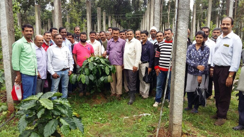 India Robusta Kaapi Royal A Sc 17 - 29275 - 60.0 kg GrainPro Bags - SPOT SHANGHAI