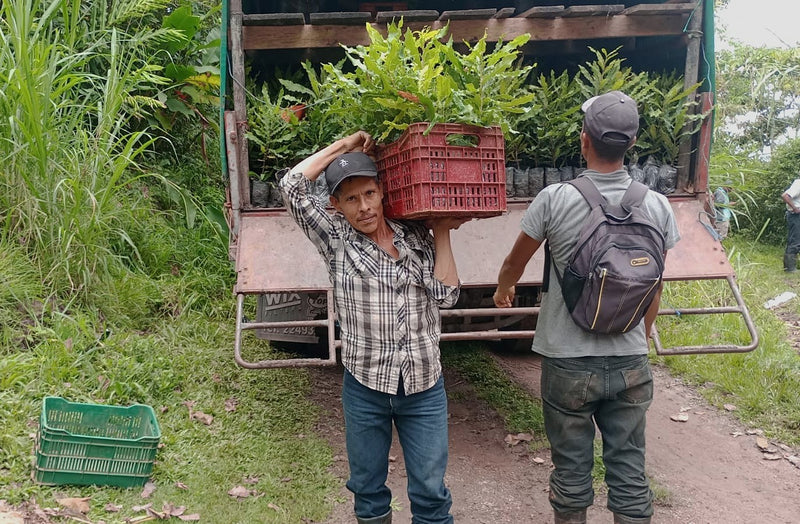 NICARAGUA ORGANIC COMHORSA SHG EP - 39145 - Ecotact Bags - SPOT RCWHSE