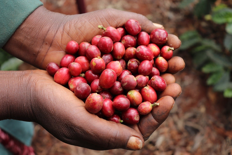 Kenya Oaklands Natural - 46KF0082 - 38759 - GrainPro Bags - SPOT SEAFORTH