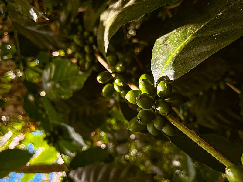 Honduras Marcala Comsa Grasia Peñalba Finca La Perla Azul Parainema - 41762 - GrainPro Bags - SPOT RCWHSE