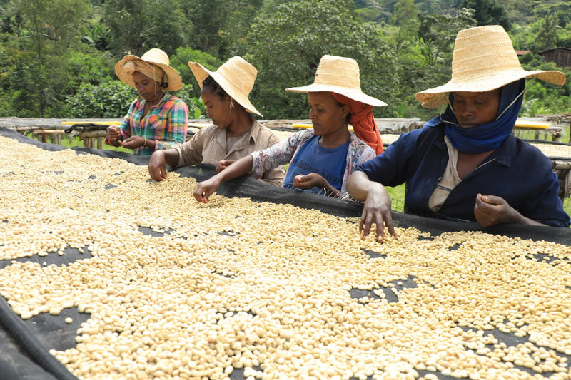 ETHIOPIA GUJI 2 WASHED FT-FLO ORGANIC MADA BUNA ANFARARA - 37746 - GrainPro Bags - SPOT RCWHSE