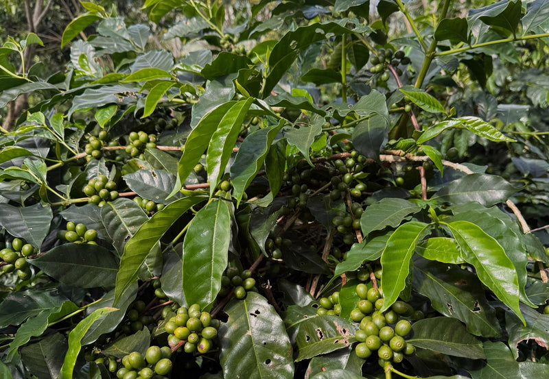 Crown Jewel Guatemala Washed Laurina José Padilla & Gonzalo Hernández - 39773-1 - SPOT RCWHSE