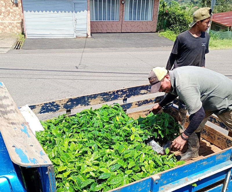 Costa Rica San Ramon Peaberry Especial - 42039 - GrainPro Bags - April 2027 Shipment - RCWHSE