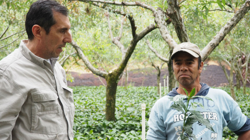 Guatemala Huehuetenango Finca Huixoc - 38951 - Ecotact Bags - SPOT RCWHSE