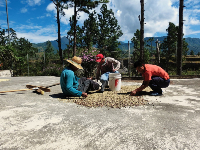 Panama Highlands Caturra Catuai SHB - 37377-1 - GrainPro Bags - SPOT COMIDWEST