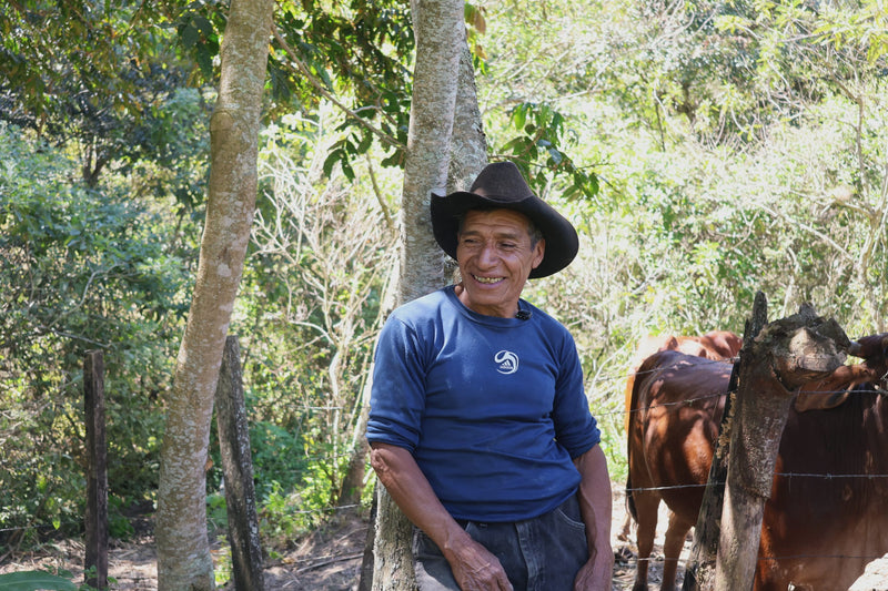 ROYAL GEM GUATEMALA ORGANIC JOYABAJ NATURAL - 39531-2 - SPOT RCWHSE