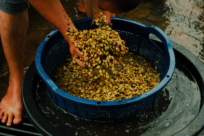Sumatra Gayo Ragi Washed - 41067 - GrainPro Bags - SPOT RCWHSE
