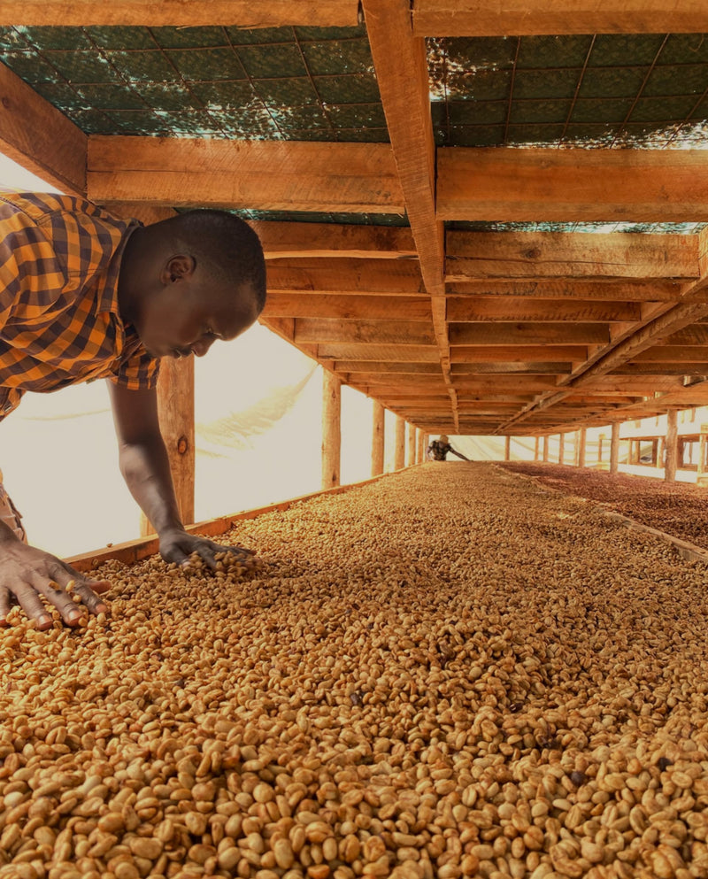 Uganda Mountain Harvest Kajere Yellow Honey - 39909 - GrainPro Bags - SPOT RCWHSE