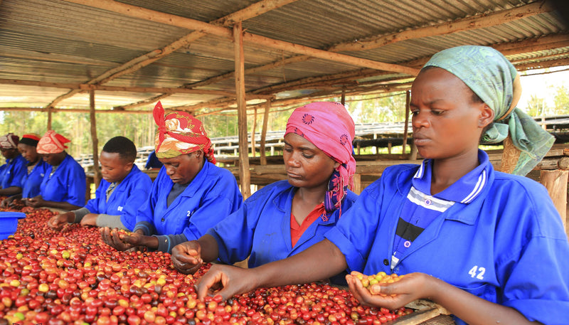 Crown Jewel Rwanda Natural Busanze Washing Station - Lot 3 - 38186-1 - SPOT RCWHSE