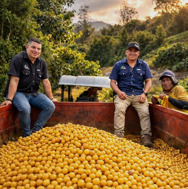 Costa Rica Hacienda La Luisa Estate Black Fire Honey - 40954 - GrainPro Bags - SPOT SHANGHAI