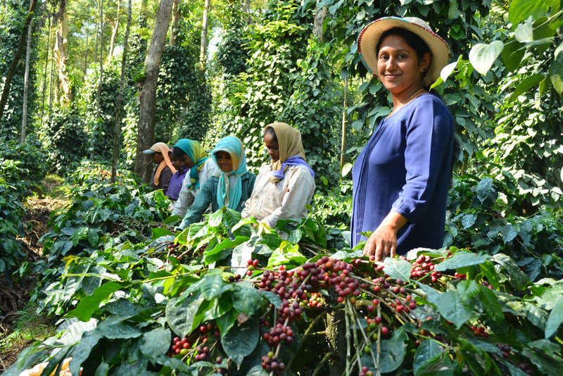 India Robusta Kaapi Royal A Sc 17 - 29275 - 60.0 kg GrainPro Bags - SPOT SHANGHAI