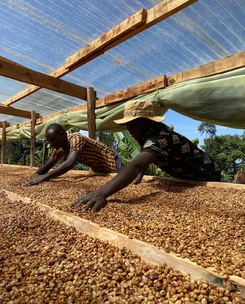 Uganda Mountain Harvest Kajere Yellow Honey - 39909 - GrainPro Bags - SPOT RCWHSE