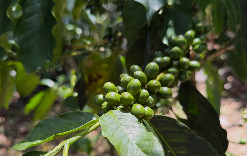 Honduras Marcala Comsa Isaura Martínez Finca La Florencia - 41760 - GrainPro Bags - SPOT RCWHSE