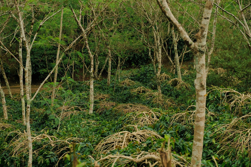 Sumatra Gayo Natural - 41068 - GrainPro Bags - SPOT RCWHSE