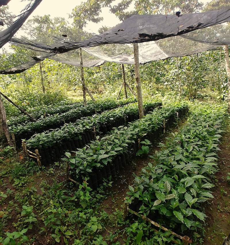 MEXICO FT-FLO ORGANIC CHIAPAS KULAKTIK - 41438 - GrainPro Bags - SPOT COMIDWEST