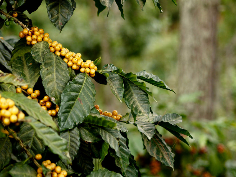 GUATEMALA ORGANIC SHB EP - 37996 - Ecotact Bags - SPOT COMIDWEST