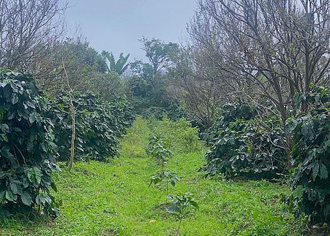 Sumatra Lake Toba Samosir Honey - 40676 - GrainPro Bags - SPOT RCWHSE