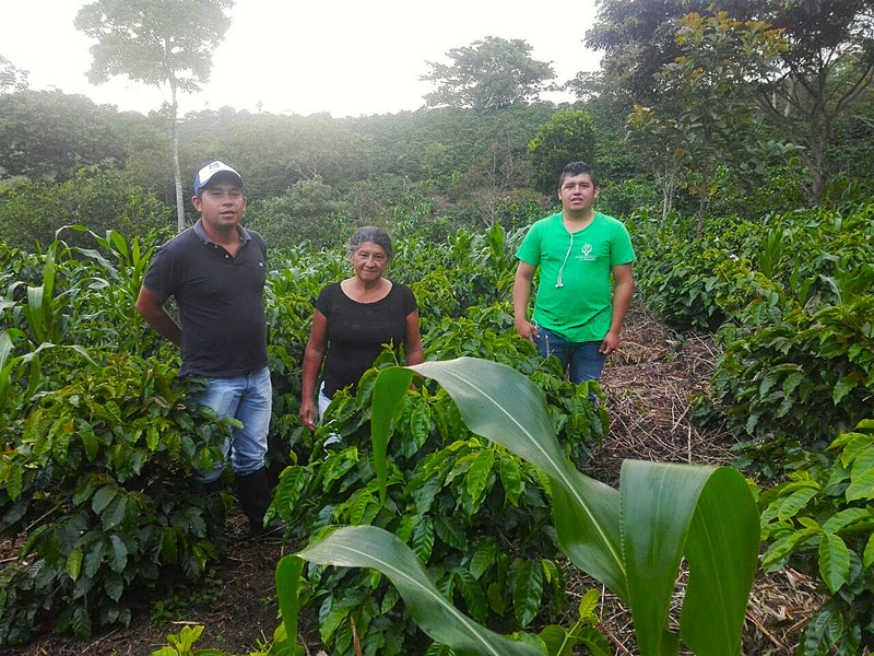 Colombia Cauca Caldono Castillo AA - 39107 - 70.2 kg GrainPro Bags - SPOT SEAFORTH