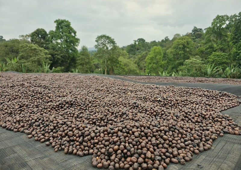 Ethiopia Gedeb 1 Natural Lalesa - 39082 - 30.0 kg GrainPro Bags - SPOT SHANGHAI