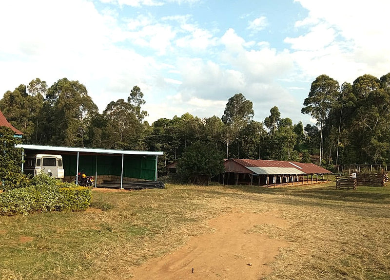 Kenya Meru Kinjo Peaberry - 49EC0032 - 38774 - GrainPro Bags - SPOT RCWHSE