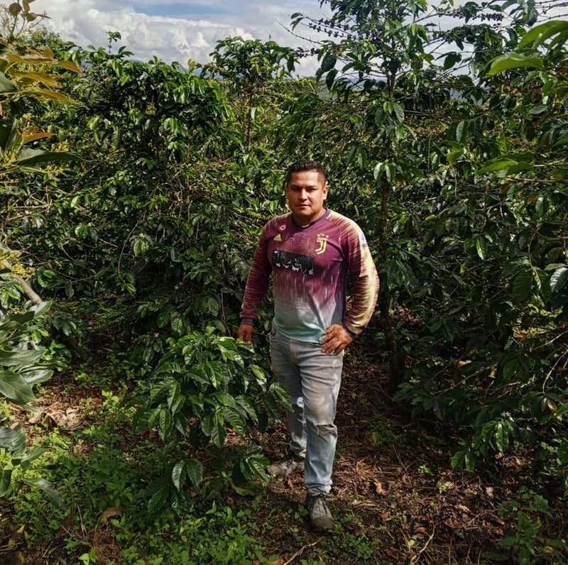 COLOMBIA ORGANIC HUILA EL BOMBO - 40144 - 70.0 kg GrainPro Bags - SPOT SEAFORTH