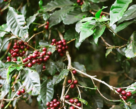 Nicaragua Matagalpa Bonanza SHG EP - 40090 - GrainPro Bags - SPOT RCWHSE
