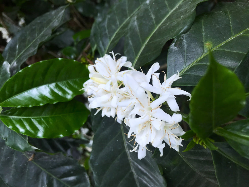 Honduras Marcala Comsa Virgilio Flores Finca Buena Vista - Lot MP-07 - 41755 - GrainPro Bags - SPOT RCWHSE