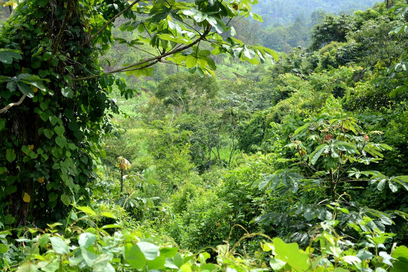 MEXICO FT-FLO ORGANIC OAXACA CEPCO ALTURA HG EP - 40420 - GrainPro Bags - SPOT RCWHSE