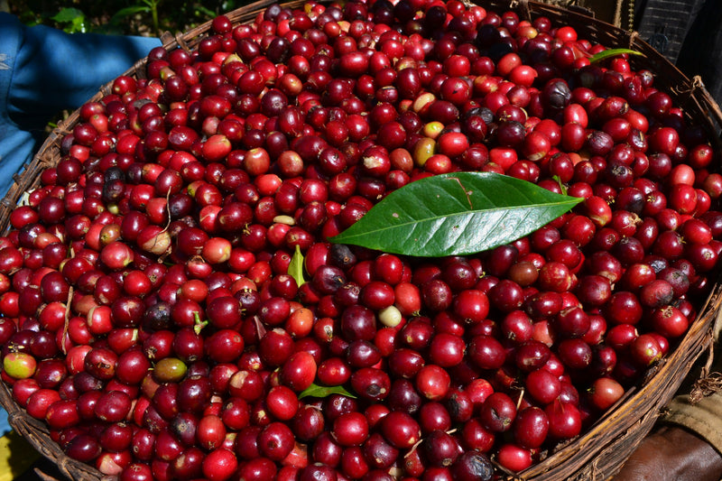 Honduras Marcala Comsa Martin Turcios Finca M de Carmen Natural Parainema - 41761 - GrainPro Bags - SPOT RCWHSE