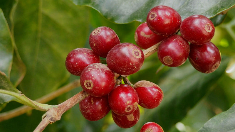 Kenya Nyeri Rukira Peaberry - 14N0009  *49914S* - 24737 - 30.0 kg Box/Vacuum Pack - SPOT RCWHSE