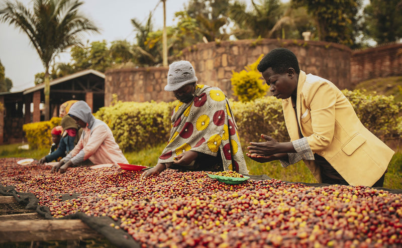 RWANDA FT-FLO ORGANIC DUKUNDE KAWA MBILIMA NATURAL - Lot 0104A1 - 37775-1 - GrainPro Bags - SPOT SEAFORTH