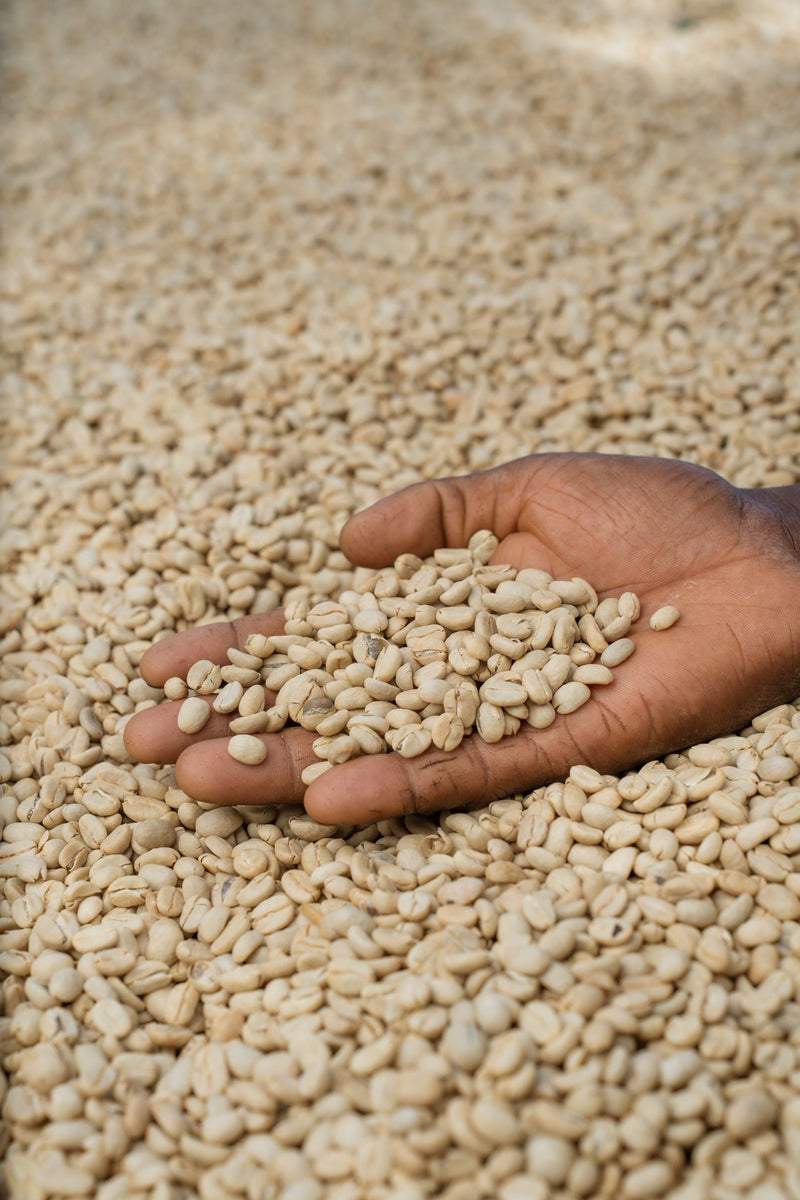 Ethiopia Yirgacheffe 2 Washed Chelchele - 39128-2 - GrainPro Bags - SPOT COMIDWEST